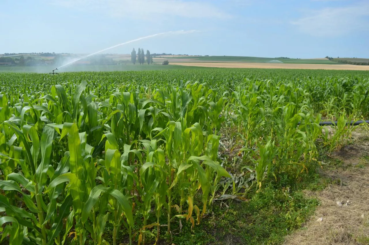 Charente-Maritime : l’irrigation limitée dans le bassin aval de l’Isle