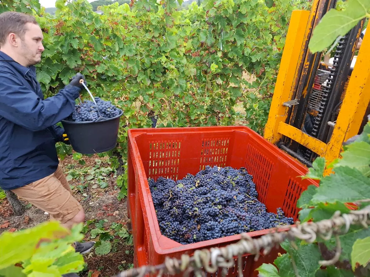 Gironde : les vendanges de crémant ont débuté sous la pluie mais dans la bonne humeur