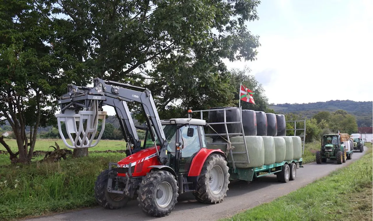 Soule : élan de solidarité et abattage revu à la baisse pour un élevage touché par la tuberculose bovine