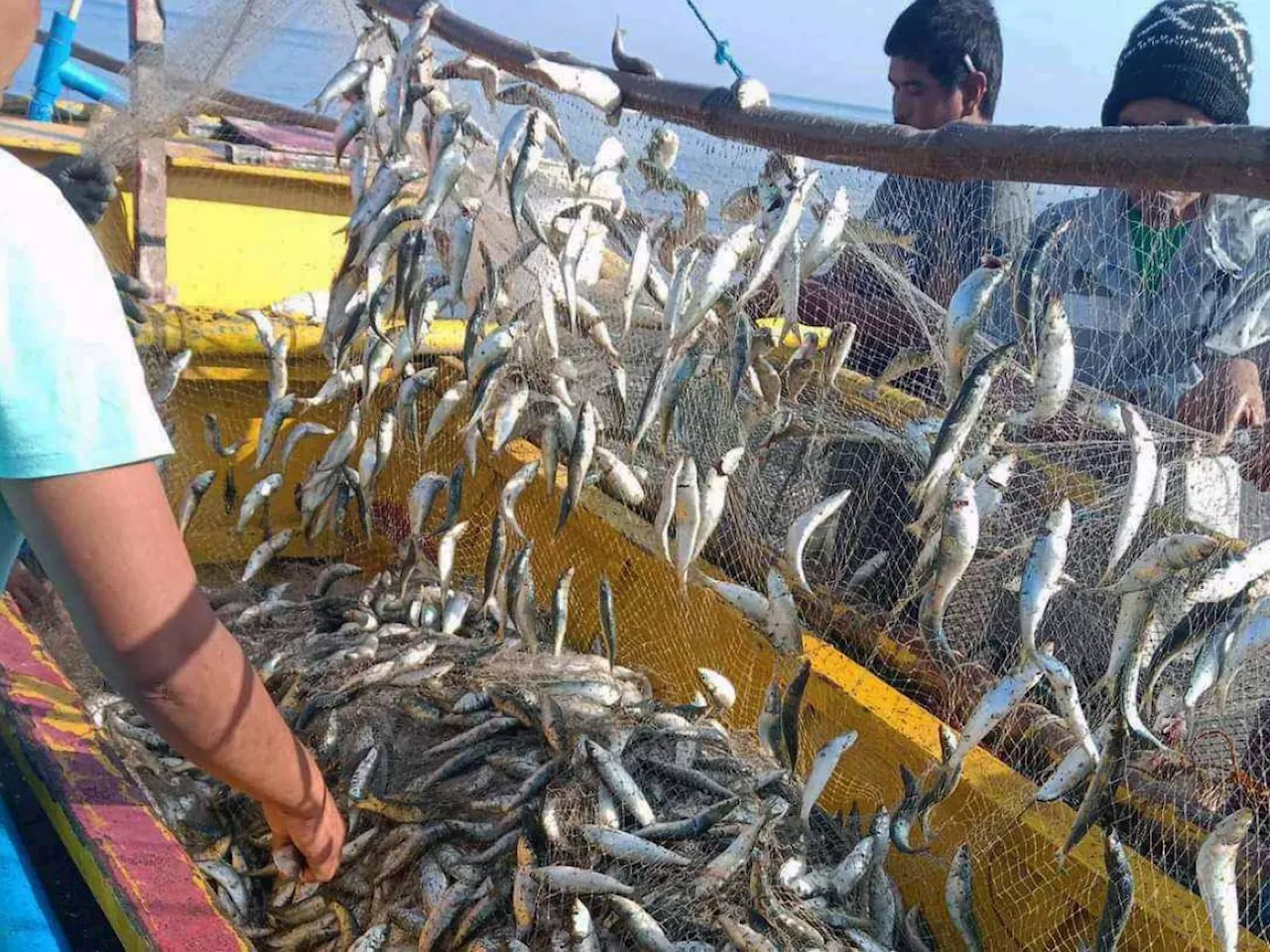 PH logs lower fish catch in July