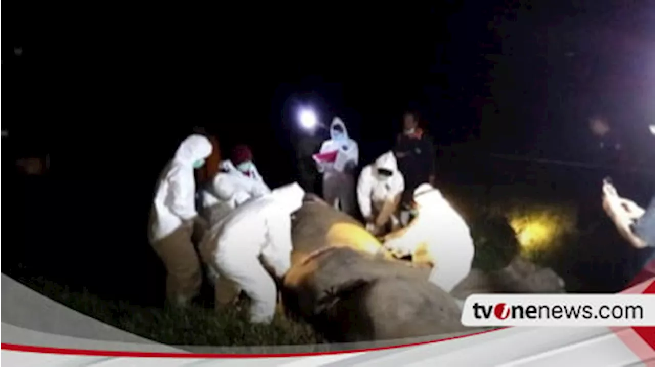 'Bunga' Gajah Sumatera Ditemukan Mati di Taman Nasional Way Kambas, Penyebab Kematian Masih Jadi Misteri