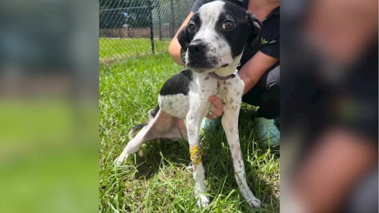 Jacksonville Humane Society asking for donations to help malnourished dog get back on her feet