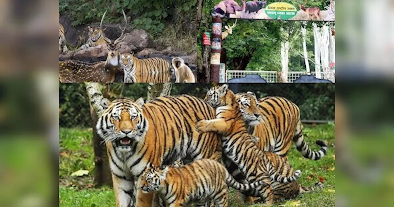 Palamu Tiger Reserve: झारखंड का एक मात्र ऐसा जंगल जहां पाए जाते है बहुत प्रकार के जानवर और पेड़-पौधे