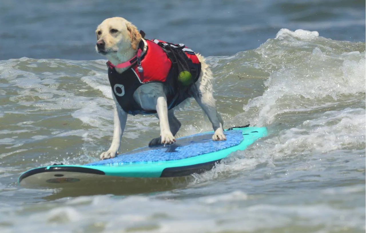 Etats-Unis : Des dizaines de chiens ont participé à une étonnante compétition de surf