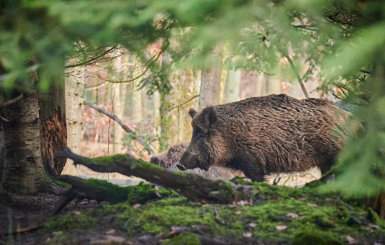 Lot : La fédération de chasse contrainte de verser 800.000 euros aux agriculteurs à cause des sangliers