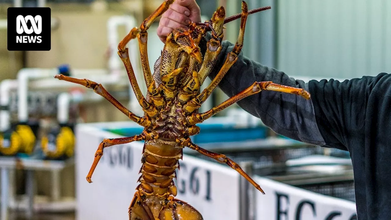 Fishers frustrated as China maintains ban on Australian live lobsters