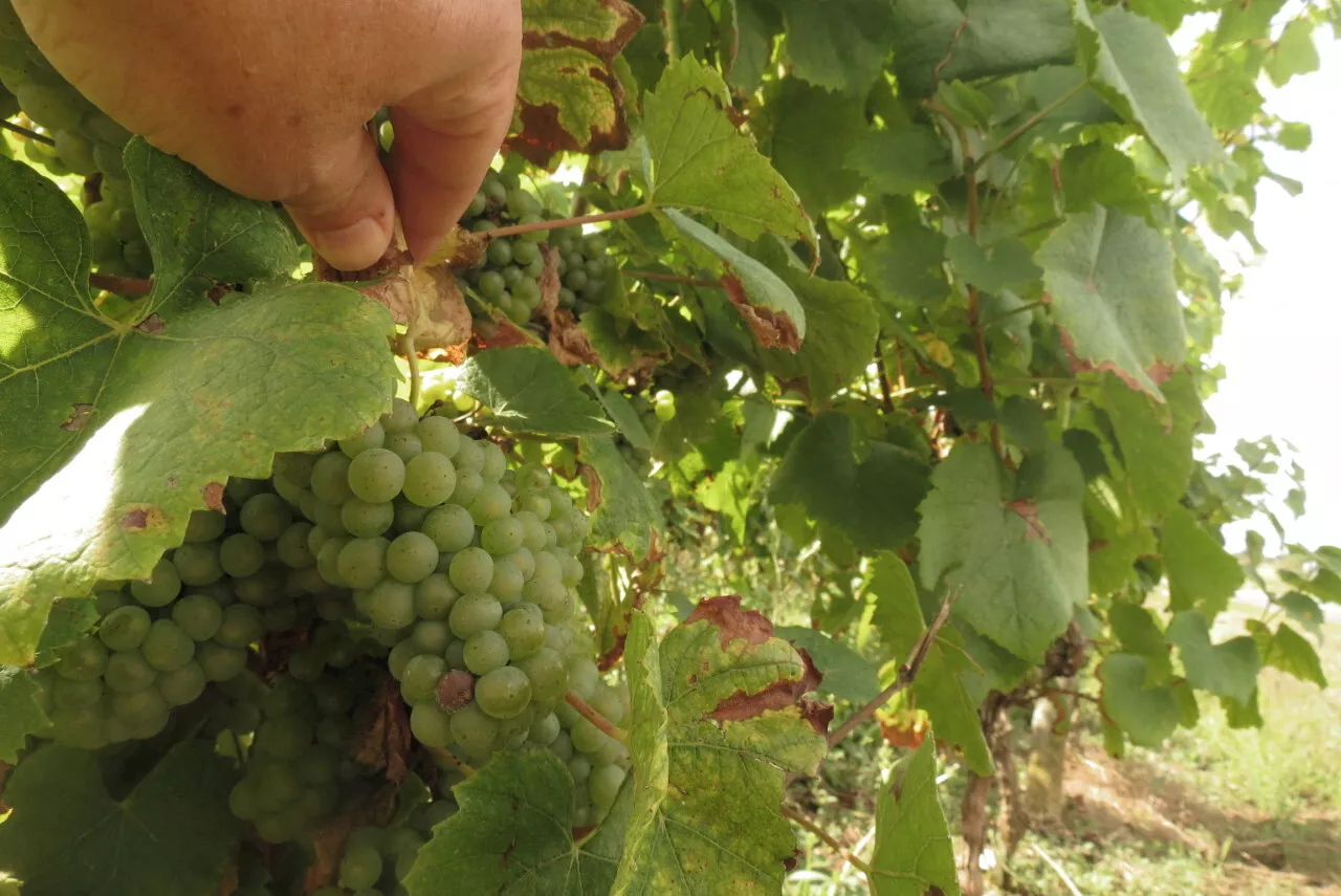 Dans le muscadet, les vendanges ne démarreront pas avant la mi-septembre