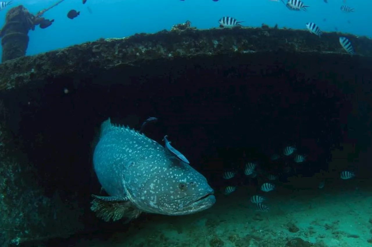 Tim Ilmuwan pecahkan kode 'harta karun genetik' mikroorganisme laut