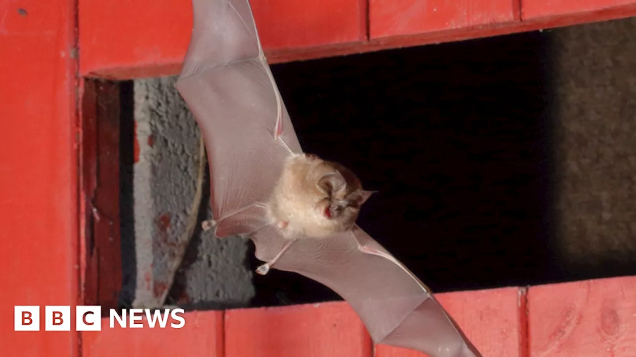 Toilet block shock as rare bat spotted at Derbyshire reservoir