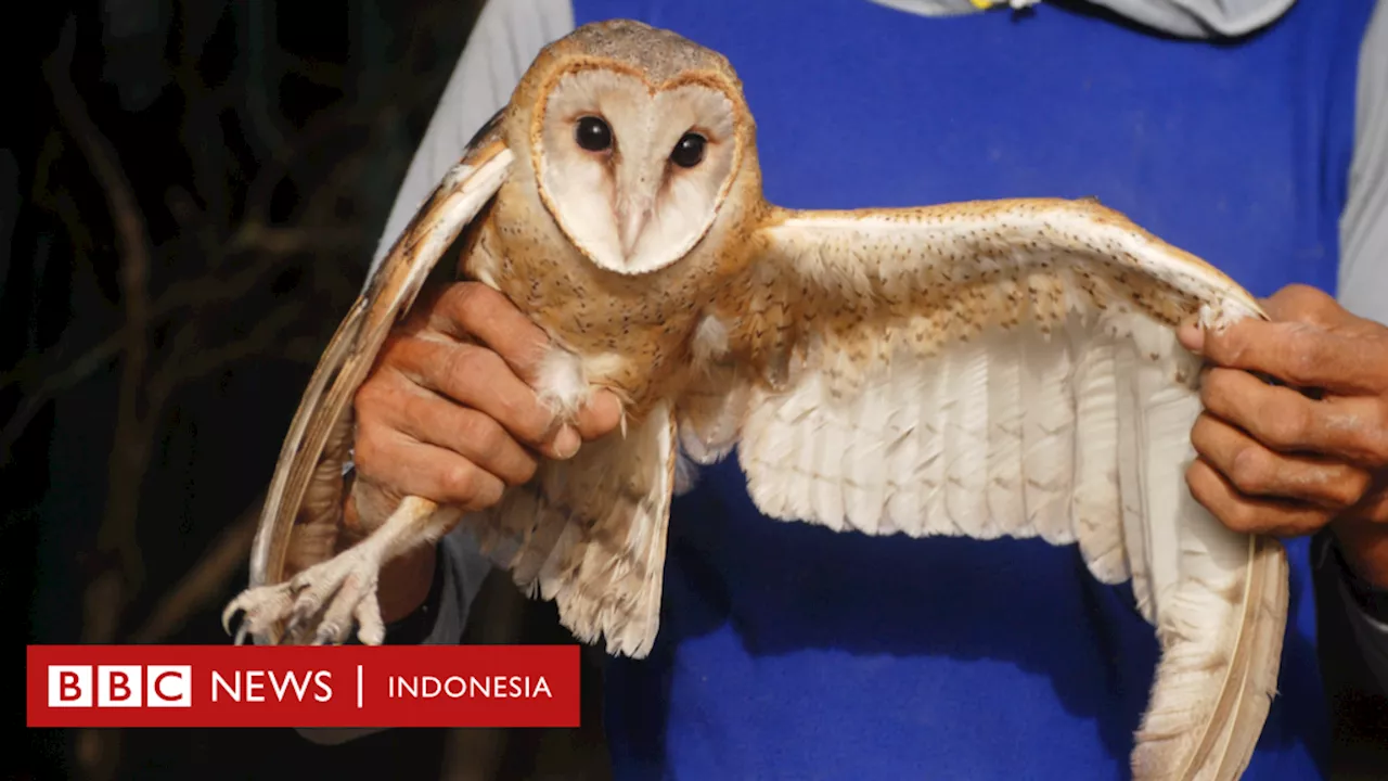 Cara membasmi tikus: Burung hantu jadi 'penjaga' sawah