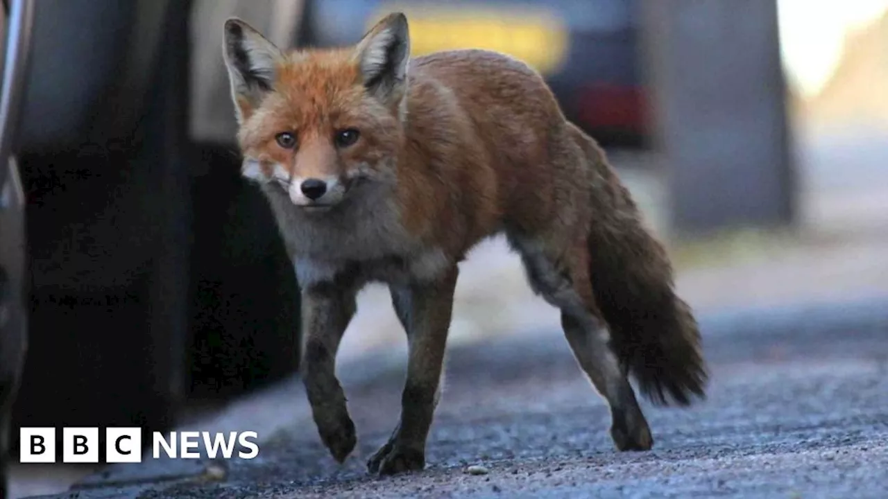 Dead fox found in Orkney which has no known fox population