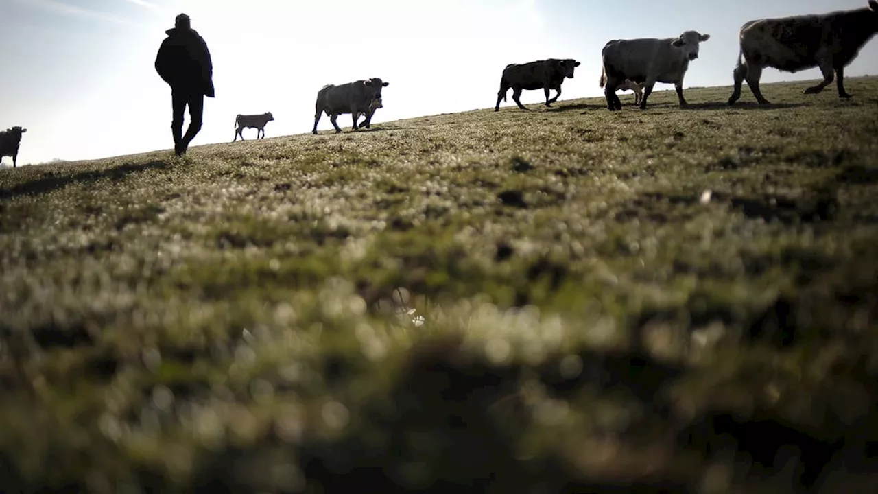 Alpes-de-Haute-Provence: plusieurs attaques de bovins signalées à Seyne-les-Alpes, le loup suspecté