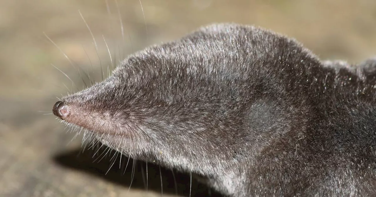 The only species of venomous mammal in North America calls Ontario home