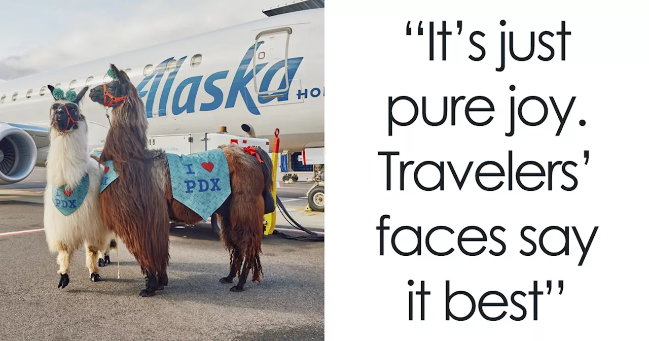 Therapy Llamas Visit Portland Airport, Become An Internet Sensation As Everyone Loves Them