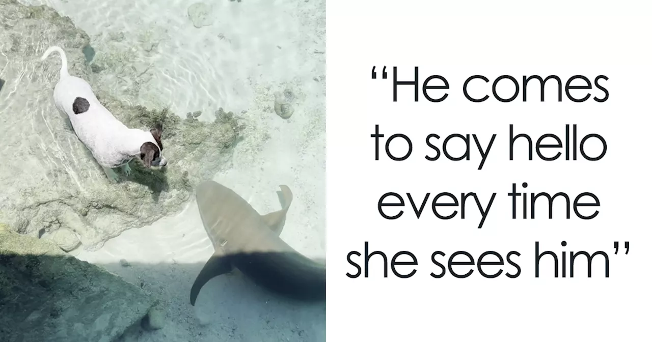 Wild Nurse Shark And Local Dog Form An Unlikely Bond, Meet Up To Play Almost Daily