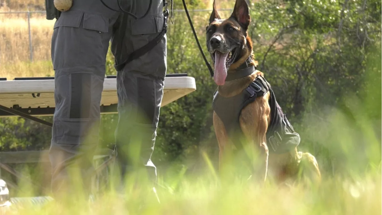 Lethbridge police celebrate retirement of two K9s, welcome new four-legged graduate