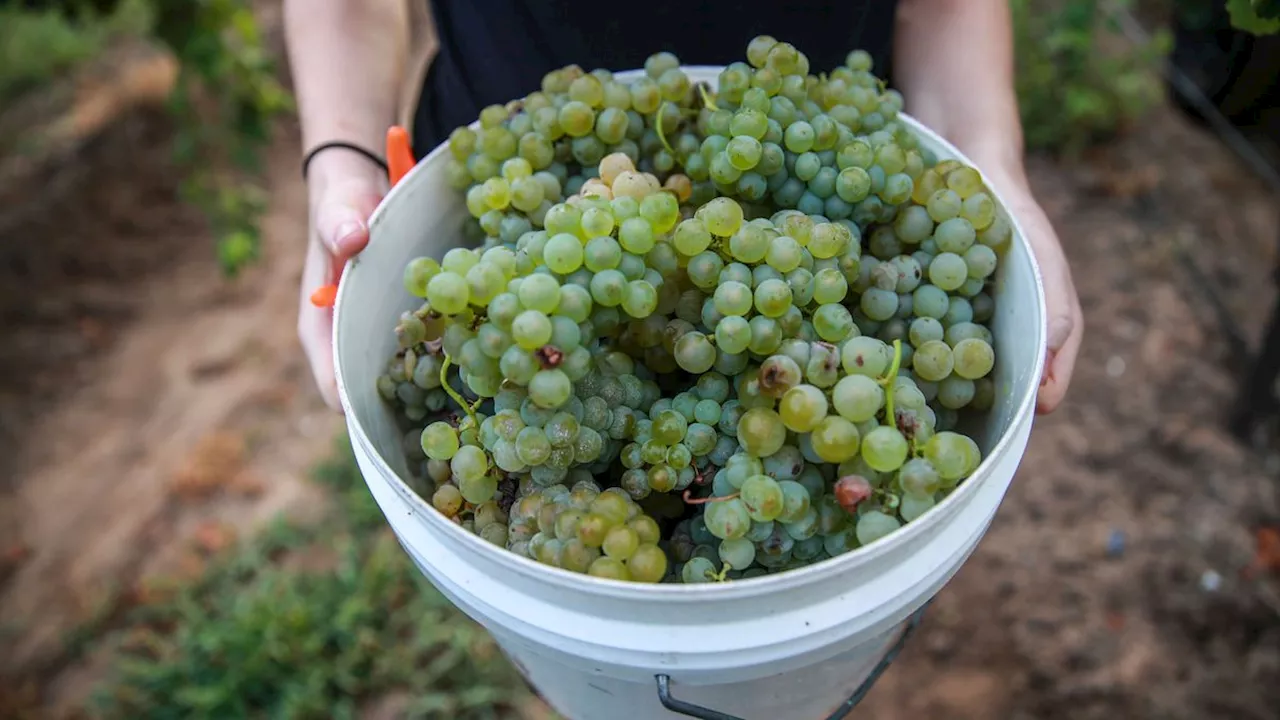 Studie aus Bordeaux: Weniger Frische, mehr Alkohol – was der Klimawandel mit dem Weingeschmack macht