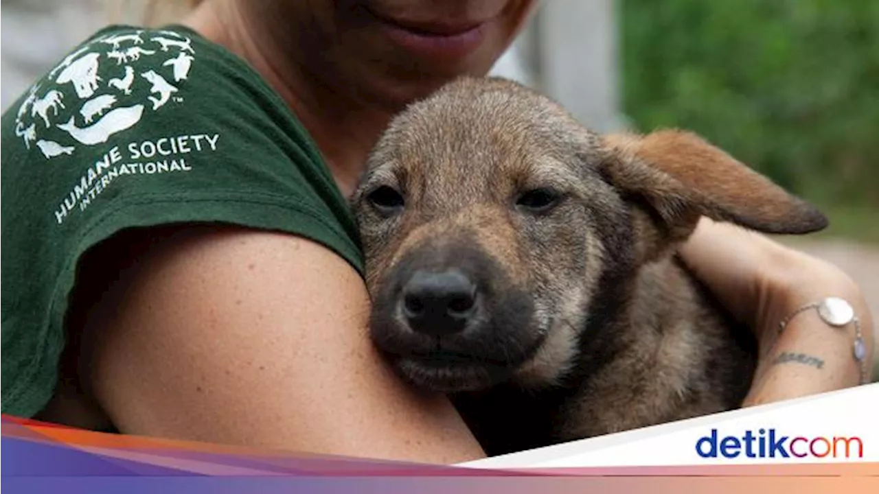 Anjing Bisa Mencium saat Manusia Stres, Ilmuwan: Mereka Jadi Nggak 'Mood' Makan