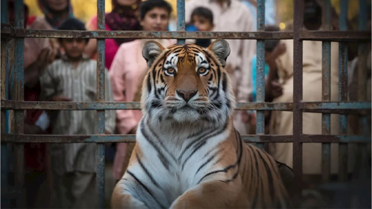 Karachi Zoo's last Bengal tigress died and welcomed new lion cubs