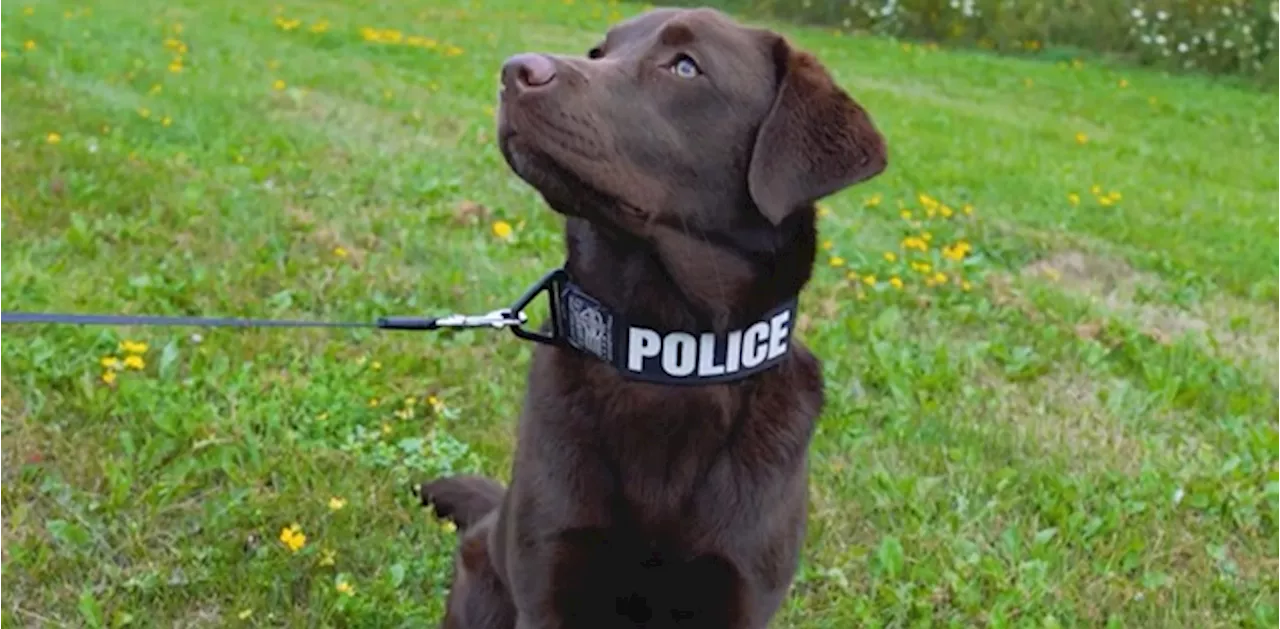 Durham police welcome new Police Service Dog Pixel to ICE Unit