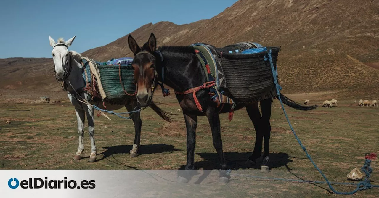 Crónica desde el Atlas: una ruta de cuatro días hasta el tercer pico más alto de Marruecos