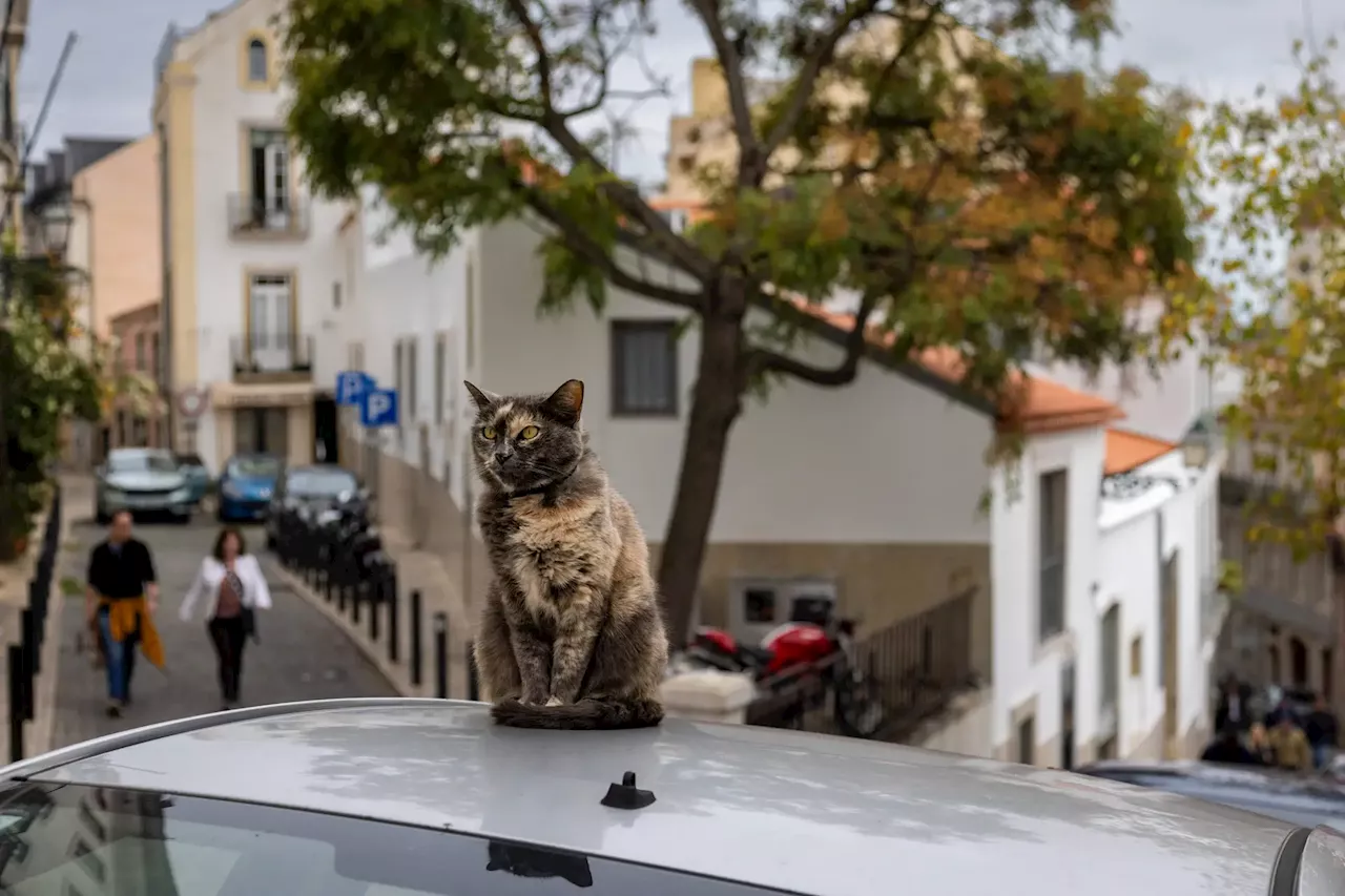 Provedoria dos Animais de Lisboa recomenda sinalética para ajudar gatos de rua durante catástrofes