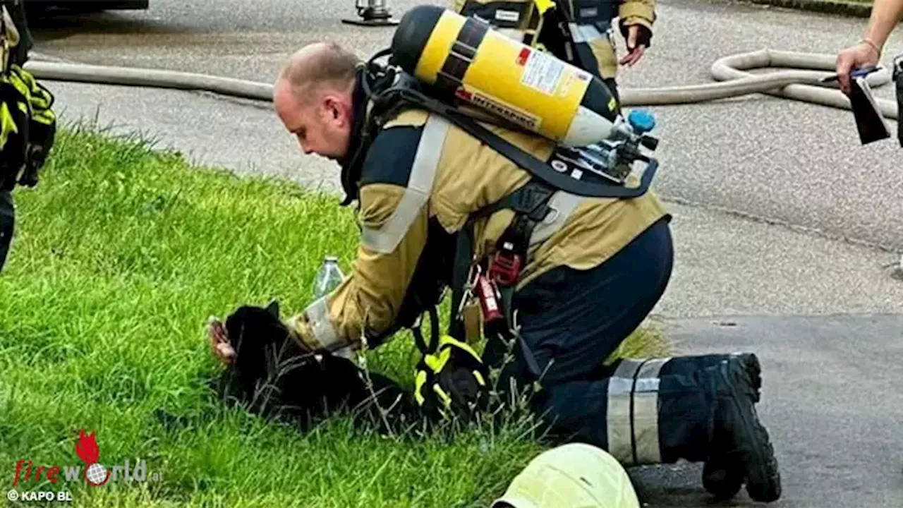 Schweiz: Zwei Katzen bei Wohnungsbrand im 4. OG in Muttenz gerettet