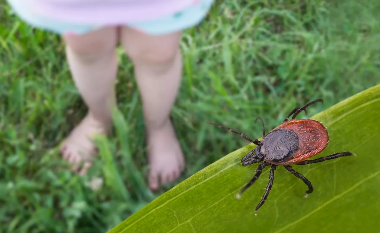 Tick-borne ‘Wetland virus,’ newly discovered in China, could cause damage to brain, researchers say