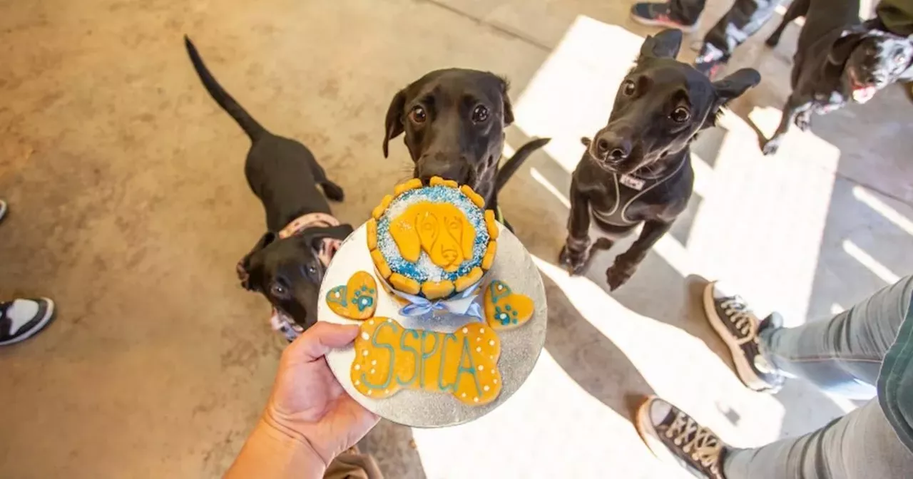 Tiny pups 'left for dead' celebrate birthday at Glasgow rehoming centre