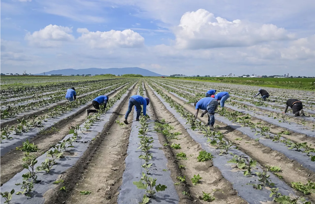 Why temporary foreign workers play a vital role in supporting Canadian agriculture and food security