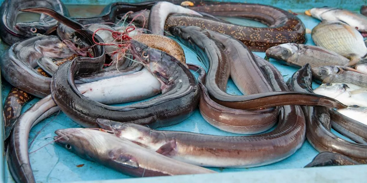 'Astonishing': Eaten eels recorded escaping from fish guts