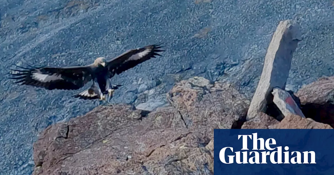 Golden eagle killed in Norway after attack on toddler in farmyard