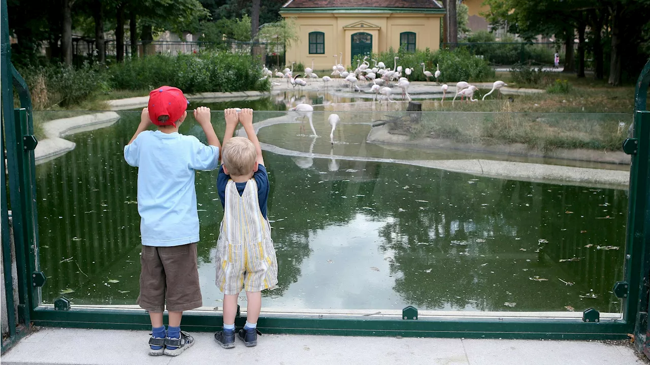  Große Freude über Nachwuchs im Tiergarten Schönbrunn