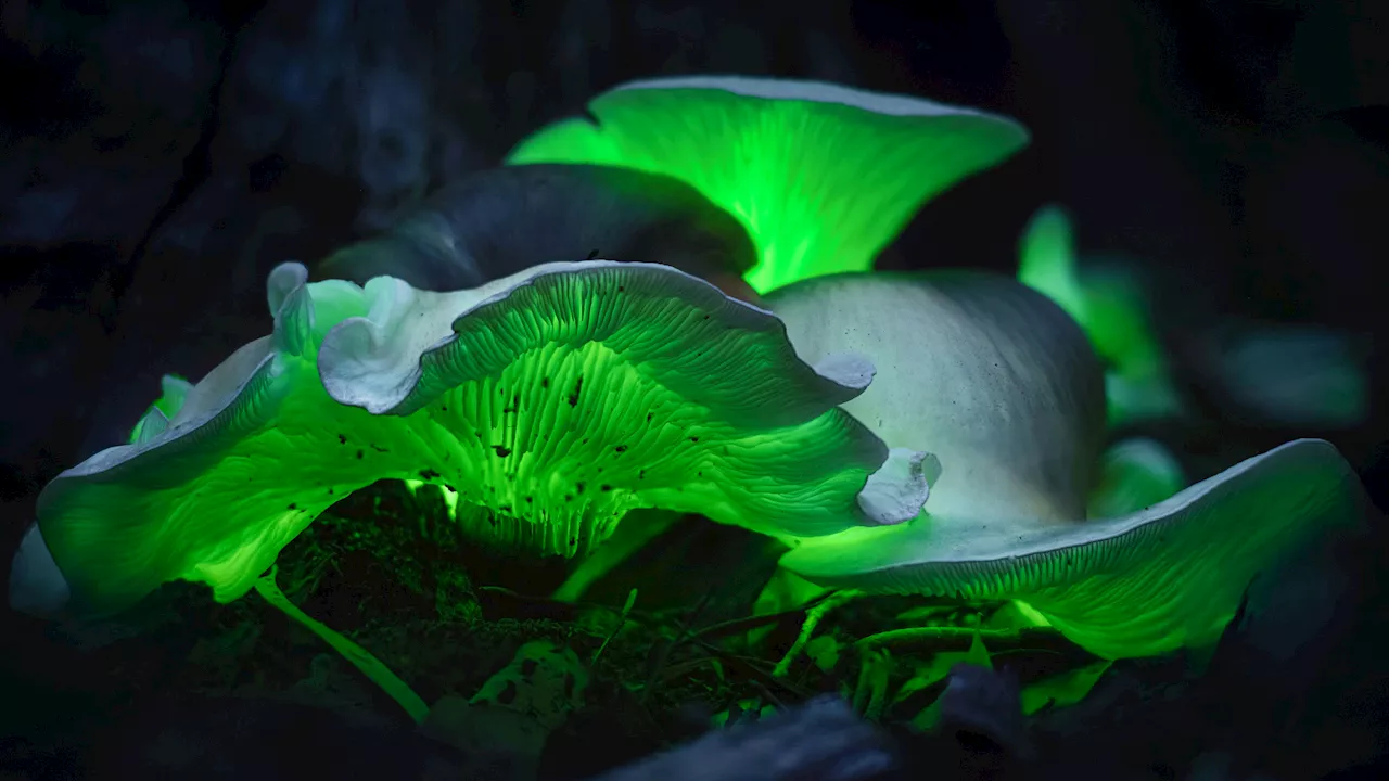 Lange Nacht der Naturparke - Leuchtende Schwammerl lockten in die Dunkelheit