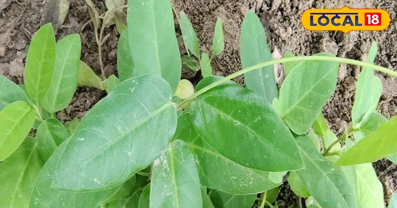 पेट की हर बीमारी का इलाज है ये मीठा पौधा!, एक्सपर्ट से जानिए कैसे करें उपयोग?