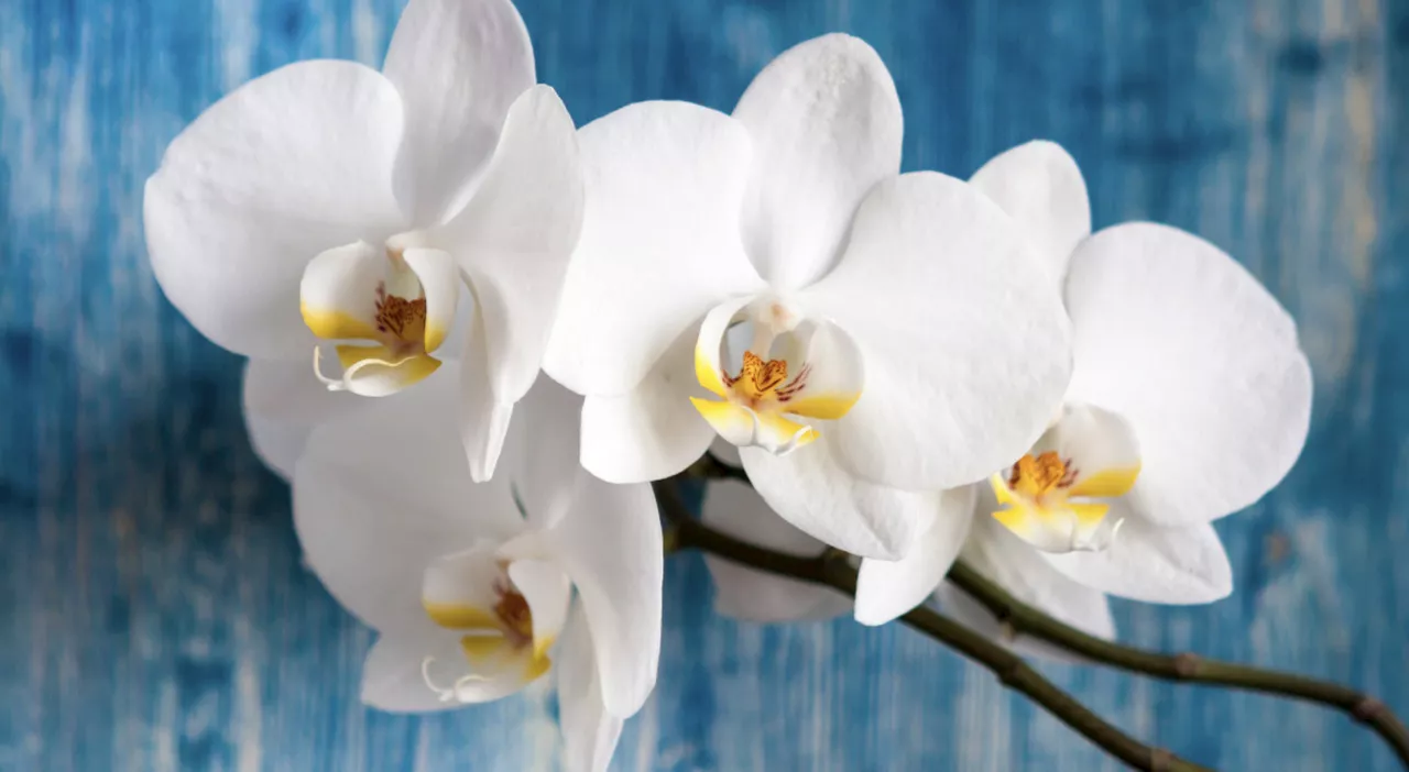 Singapore pronta ad accogliere il Papa, per lui una nuova specie di orchidea chiamata Sua Santità Francesco