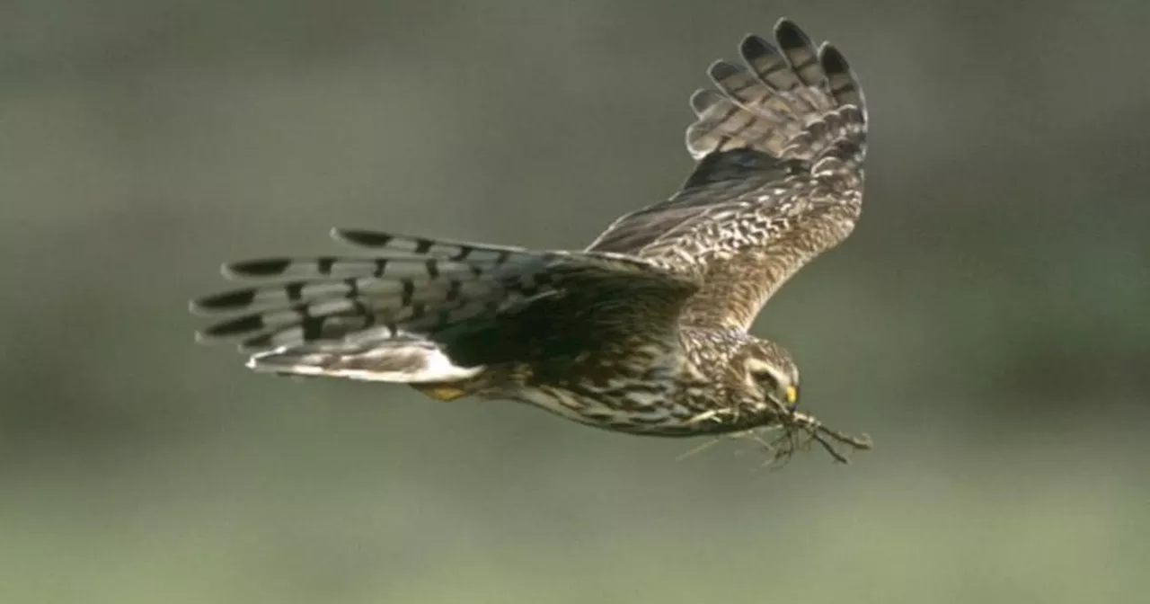 Government warns of a last chance to save hen harrier from extinction