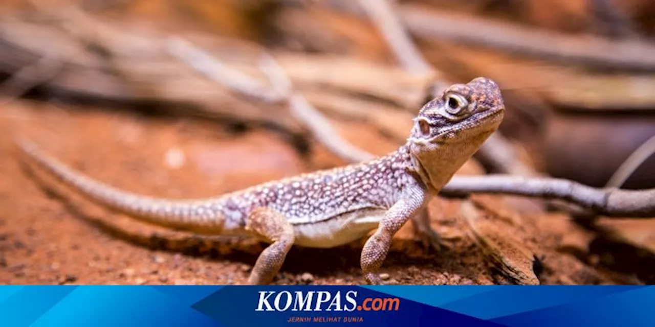 4 Hal yang Perlu Diketahui Sebelum Memelihara Tokek di Rumah