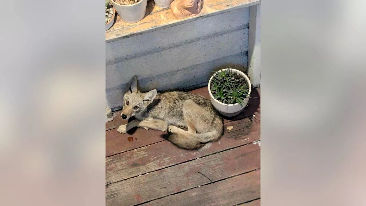 PHOTOS: trapped coyote rescued in San Francisco