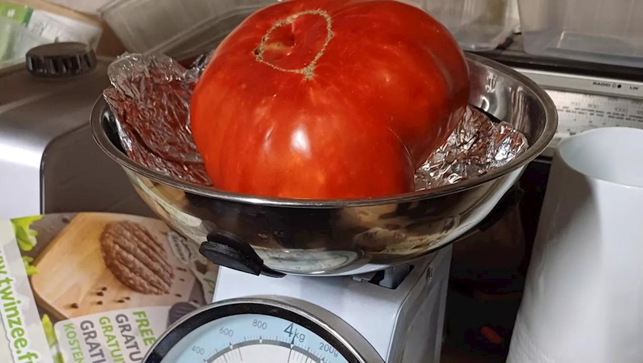 Une tomate de presque un kilo dans son potager au cœur de Rodez !