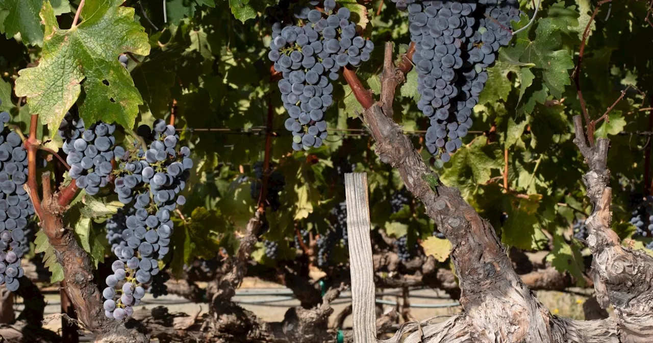 Can the most popular red wine in the US endure climate change in Napa Valley?