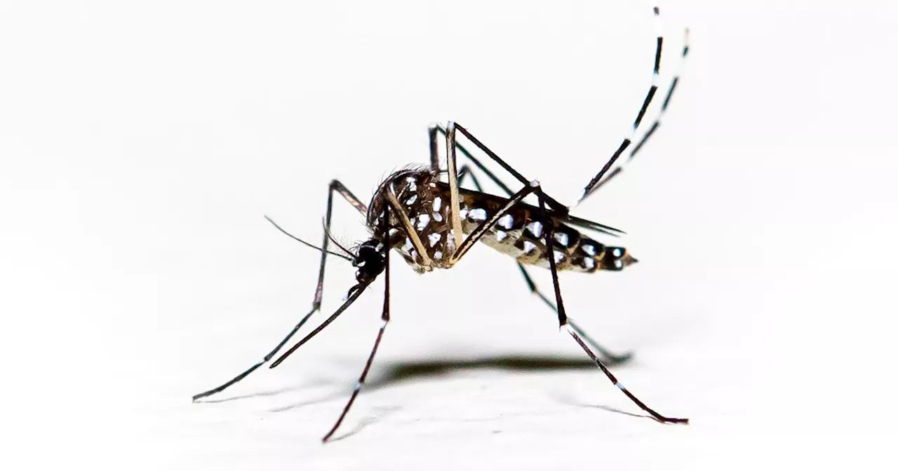 Dengue case in LA