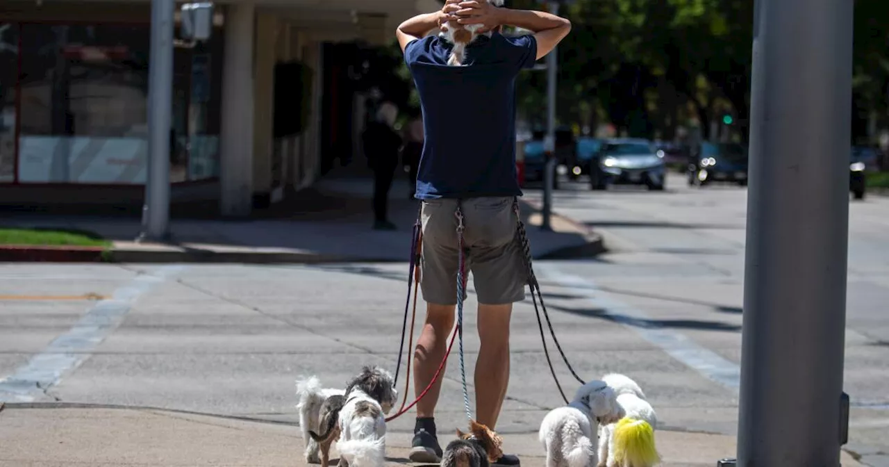 Pasadena dog owners beware: Someone is leaving food on the street that could kill your pet