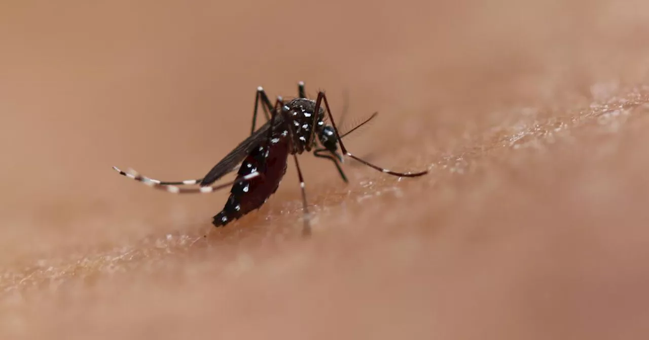 Rare local case of mosquito-borne dengue virus confirmed in Baldwin Park