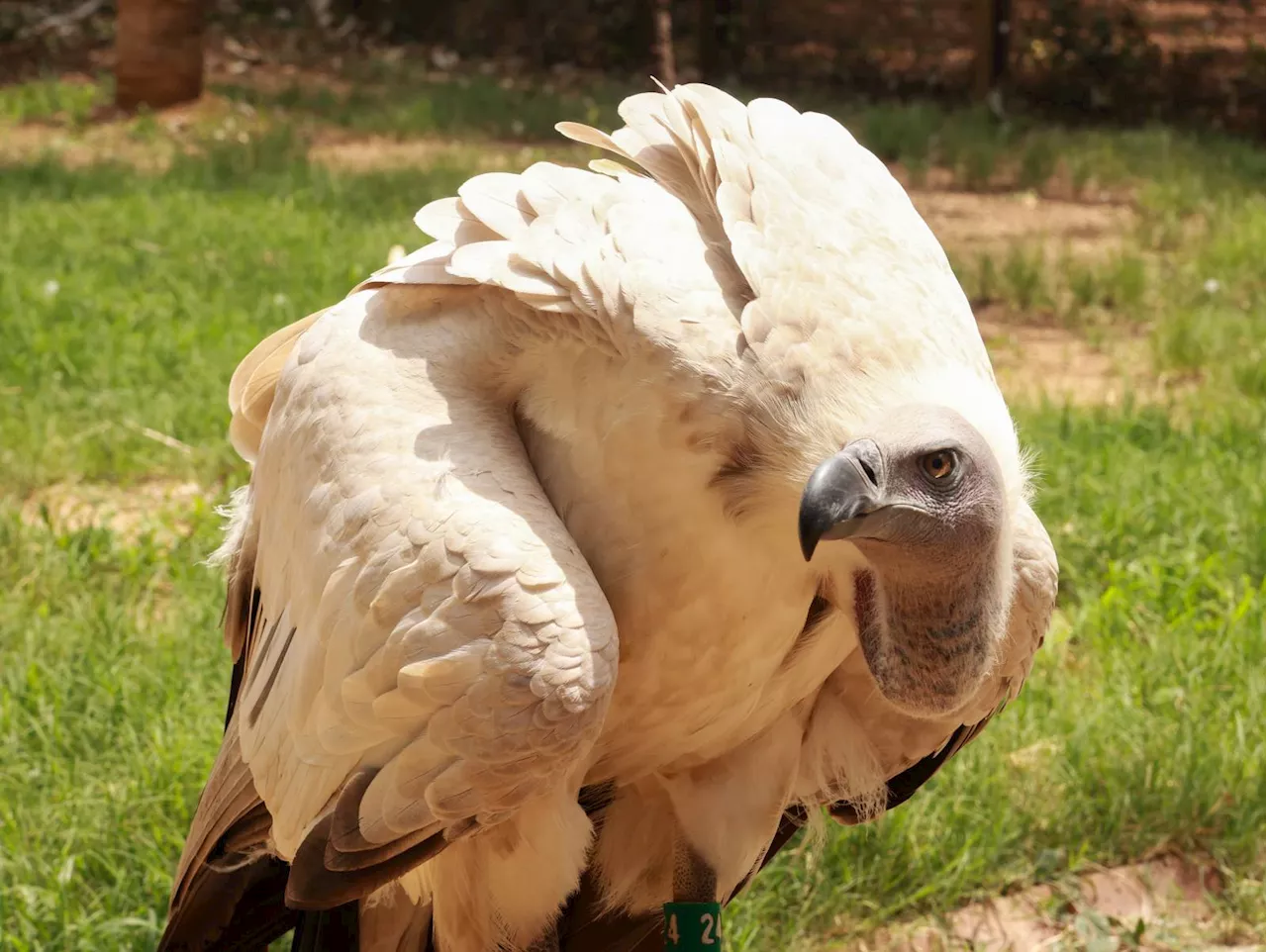 Pretoria Zoo’s Cape vultures take flight to protect vulnerable species