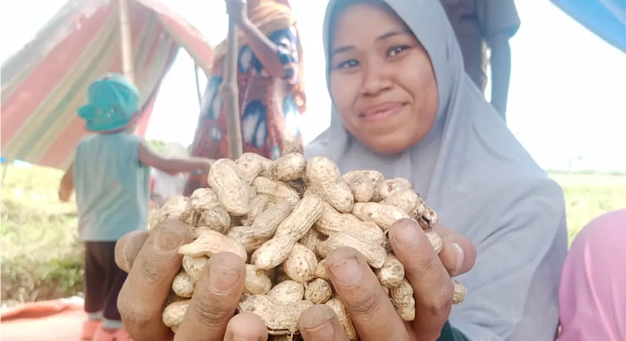 Berkah El Nino, Petani di Aceh Mampu Panen Puluhan Kilogram Kacang Tanah