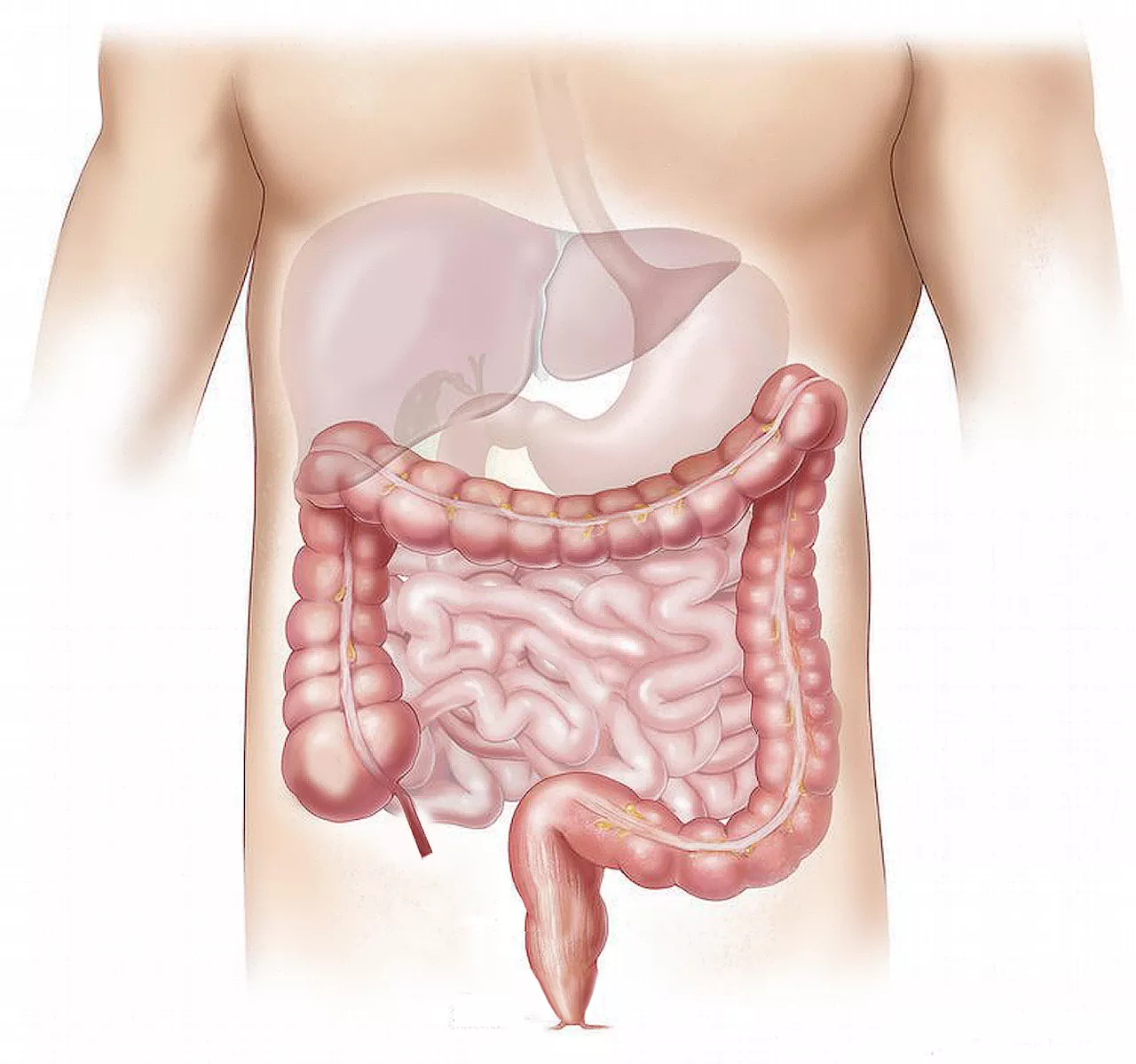 Researchers compare tumor characteristics, survival outcome of different bile duct cancers