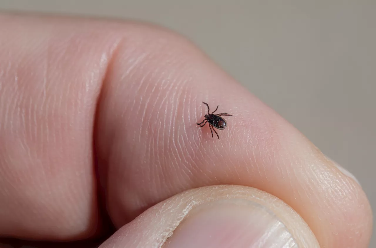 Scientists discover novel orthonairovirus in man bitten by tick in China