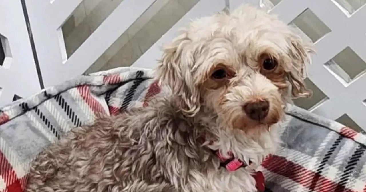 'We adopted dog after 3 years in abusive puppy mill – now she's unrecognisable'