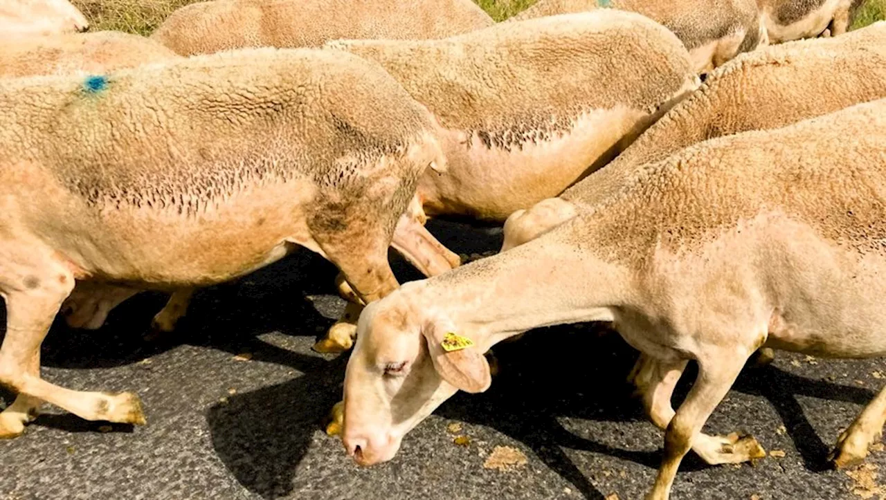 Aveyron : l’inquiétude grandissante des éleveurs face aux maladies qui touchent les troupeaux